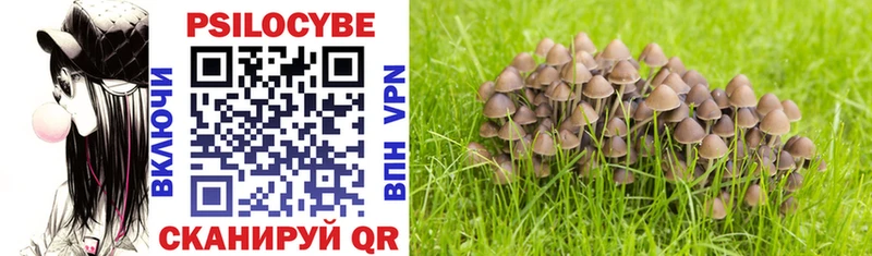 Псилоцибиновые грибы Cubensis  купить закладку  Усть-Катав 